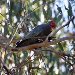 Callocephalon fimbriatum (Gang-gang Cockatoo) at Red Hill, ACT - 16 Jan 2023 by LisaH