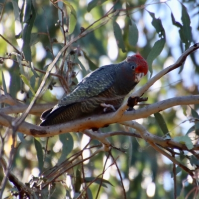 Callocephalon fimbriatum (Gang-gang Cockatoo) at Red Hill, ACT - 17 Jan 2023 by LisaH