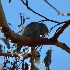 Callocephalon fimbriatum at Red Hill, ACT - 17 Jan 2023