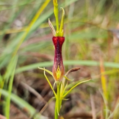 Cryptostylis hunteriana (Leafless Tongue Orchid) at Vincentia, NSW - 10 Jan 2023 by RobG1