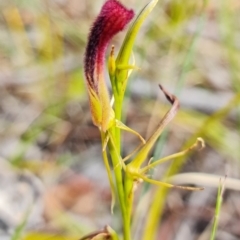 Cryptostylis hunteriana at Vincentia, NSW - suppressed