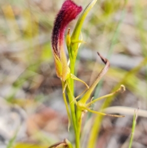 Cryptostylis hunteriana at Vincentia, NSW - suppressed