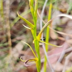 Cryptostylis hunteriana at Vincentia, NSW - 10 Jan 2023