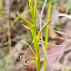 Cryptostylis hunteriana at Vincentia, NSW - suppressed