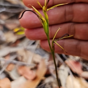 Cryptostylis hunteriana at Vincentia, NSW - 10 Jan 2023