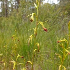 Cryptostylis subulata (Cow Orchid) at Yerriyong, NSW - 11 Jan 2023 by RobG1