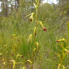 Cryptostylis subulata (Cow Orchid) at Parma Creek Nature Reserve - 11 Jan 2023 by RobG1