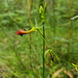 Cryptostylis subulata at Yerriyong, NSW - 11 Jan 2023