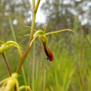 Cryptostylis subulata at Yerriyong, NSW - 11 Jan 2023