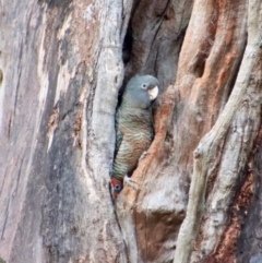 Callocephalon fimbriatum (Gang-gang Cockatoo) at GG100 - 16 Jan 2023 by LisaH