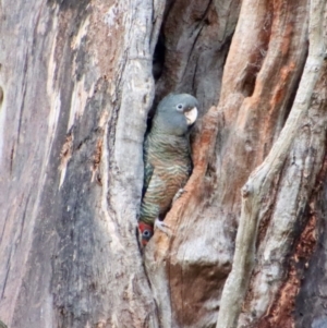 Callocephalon fimbriatum at Hughes, ACT - 16 Jan 2023