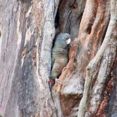 Callocephalon fimbriatum (Gang-gang Cockatoo) at Red Hill to Yarralumla Creek - 16 Jan 2023 by LisaH