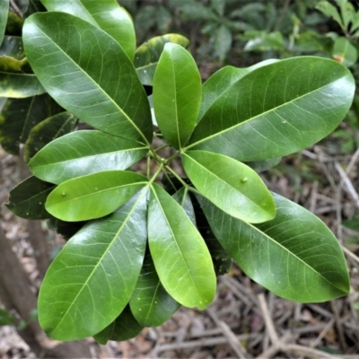 Acronychia wilcoxiana (Silver Aspen) at Primbee, NSW - 19 Dec 2022 by plants