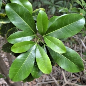 Acronychia wilcoxiana at Primbee, NSW - 20 Dec 2022