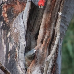 Callocephalon fimbriatum (Gang-gang Cockatoo) at Hughes Grassy Woodland - 16 Jan 2023 by LisaH