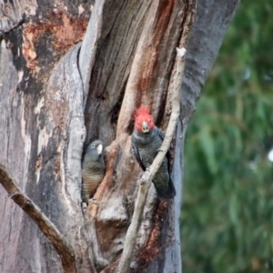 Callocephalon fimbriatum at Hughes, ACT - 16 Jan 2023