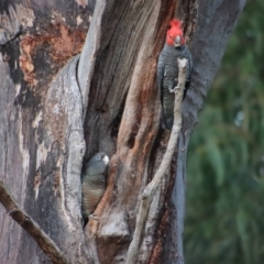 Callocephalon fimbriatum at Hughes, ACT - suppressed