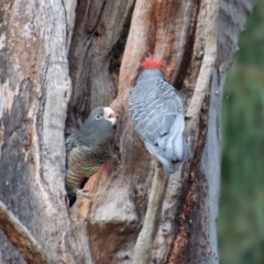 Callocephalon fimbriatum at Hughes, ACT - 16 Jan 2023