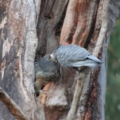 Callocephalon fimbriatum at Hughes, ACT - suppressed