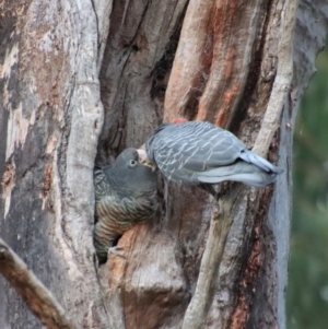 Callocephalon fimbriatum at Hughes, ACT - 16 Jan 2023