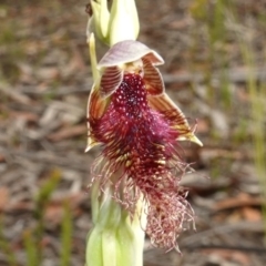 Unidentified Orchid at Yerriyong, NSW - 11 Jan 2023 by RobG1