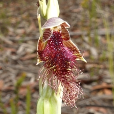 Unidentified Orchid at Yerriyong, NSW - 11 Jan 2023 by RobG1
