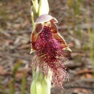 Calochilus gracillimus at Yerriyong, NSW - 11 Jan 2023