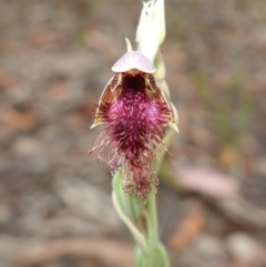Calochilus gracillimus at Yerriyong, NSW - suppressed