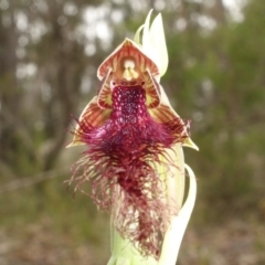Calochilus gracillimus at Yerriyong, NSW - suppressed