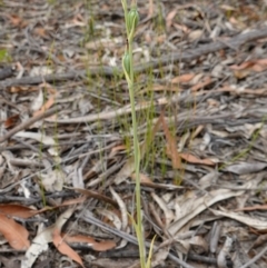 Calochilus gracillimus at Yerriyong, NSW - suppressed