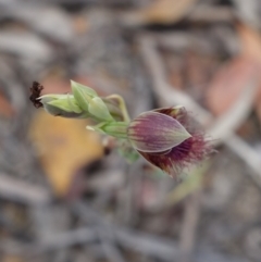 Calochilus gracillimus at Yerriyong, NSW - suppressed
