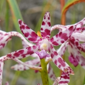 Dipodium variegatum at Jerrawangala, NSW - suppressed