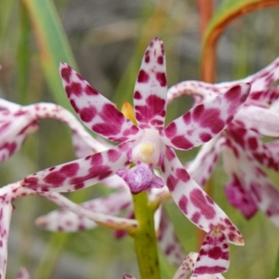 Dipodium variegatum (Blotched Hyacinth Orchid) at Jerrawangala National Park - 11 Jan 2023 by RobG1