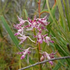 Dipodium variegatum at Jerrawangala, NSW - suppressed