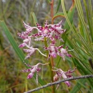 Dipodium variegatum at Jerrawangala, NSW - 11 Jan 2023