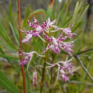 Dipodium variegatum at Jerrawangala, NSW - suppressed