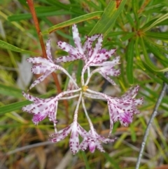 Dipodium variegatum at Jerrawangala, NSW - suppressed