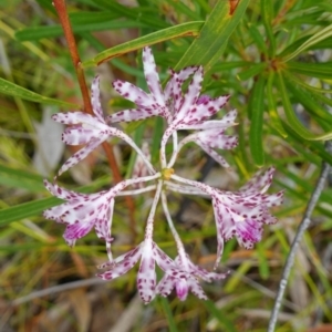 Dipodium variegatum at Jerrawangala, NSW - suppressed