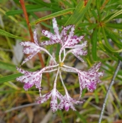 Dipodium variegatum at Jerrawangala, NSW - 11 Jan 2023