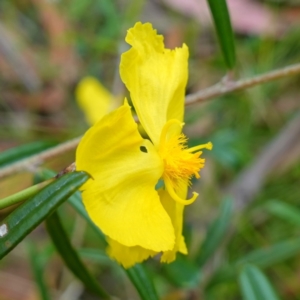 Xyris operculata at Jerrawangala, NSW - suppressed