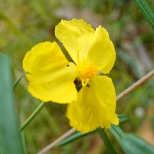 Xyris operculata at Jerrawangala, NSW - suppressed