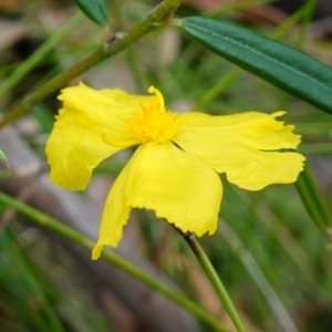 Xyris operculata at Jerrawangala, NSW - suppressed