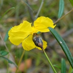 Xyris operculata at Jerrawangala, NSW - suppressed