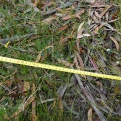 Xyris operculata at Jerrawangala, NSW - suppressed