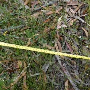 Xyris operculata at Jerrawangala, NSW - suppressed