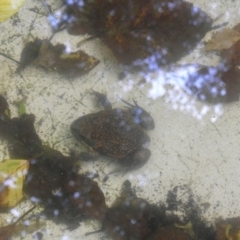 Unverified at suppressed - suppressed