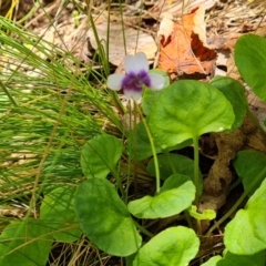 Viola hederacea (Ivy-leaved Violet) at Paddys River, ACT - 17 Jan 2023 by Mike
