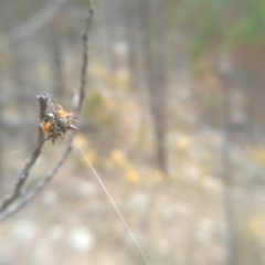 Austracantha minax at Cooma, NSW - 16 Jan 2023