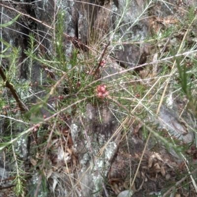 Dillwynia sp. at Cooma, NSW - 16 Jan 2023 by mahargiani