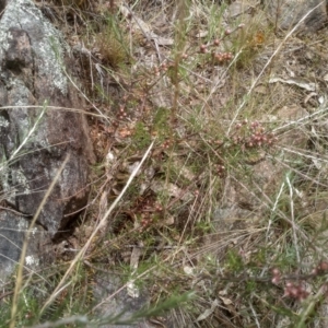 Dillwynia sp. at Cooma, NSW - 16 Jan 2023 01:52 PM